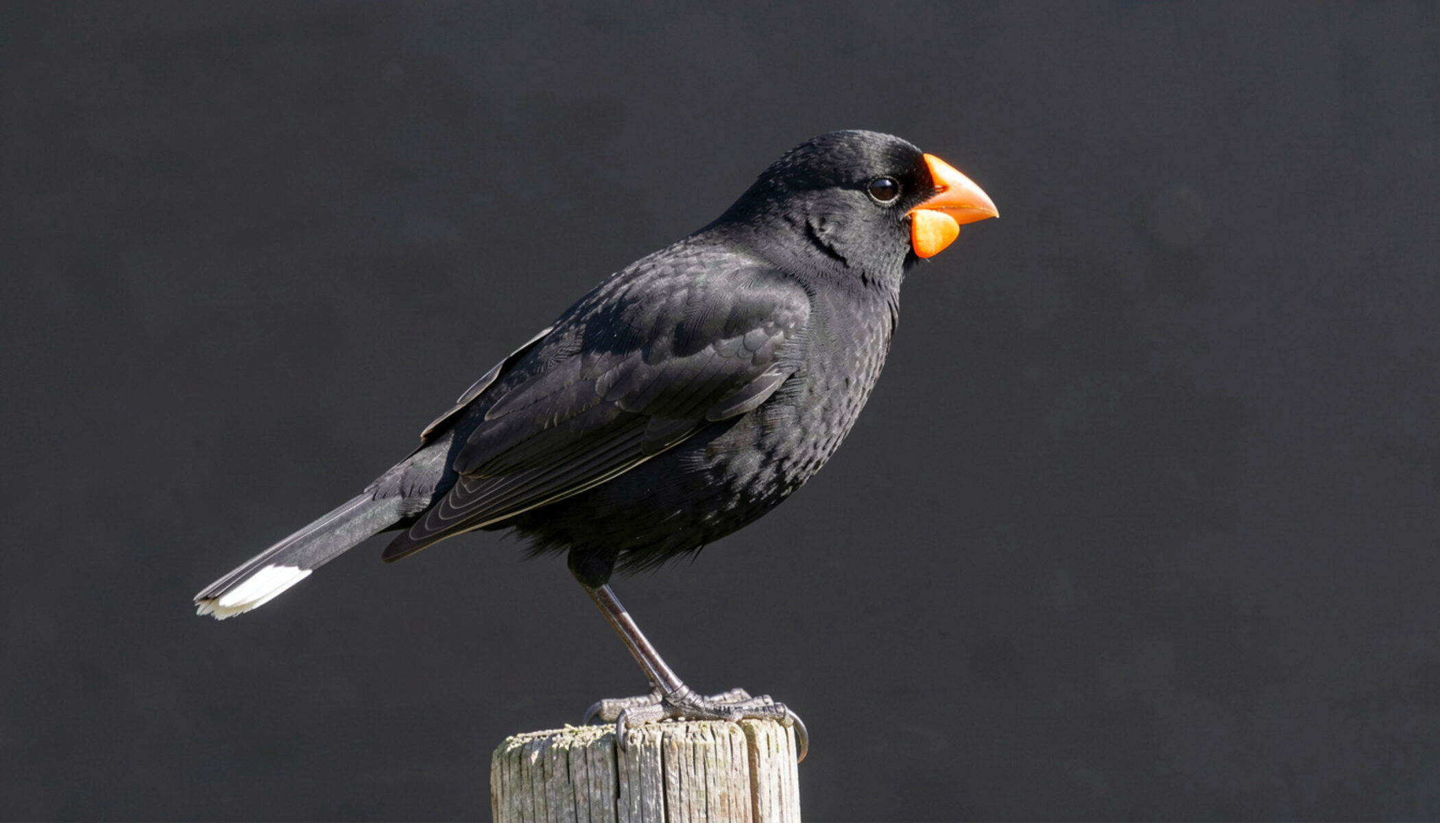 A black huia with orange wattles and white-tipped tail in profile against a dark background